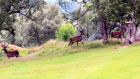 Forest deer in velvet