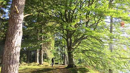 Forest Walk