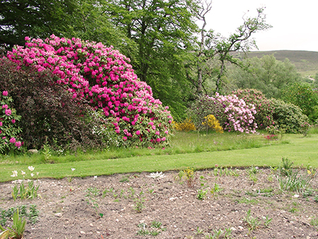 Rhododendron