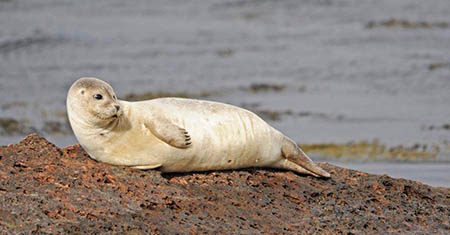 Young Seal